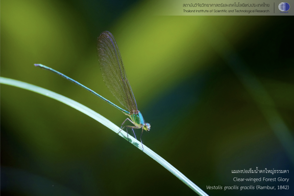 damsel_01