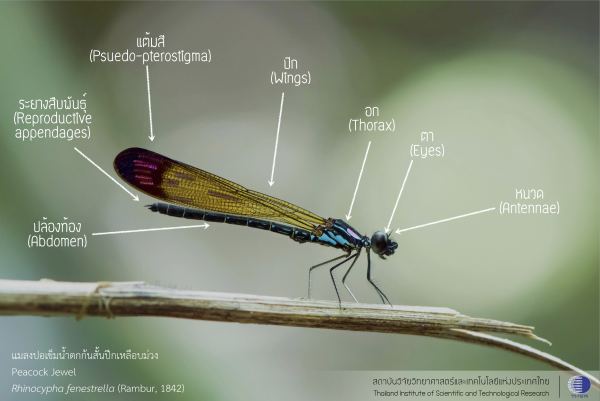 damsel_03