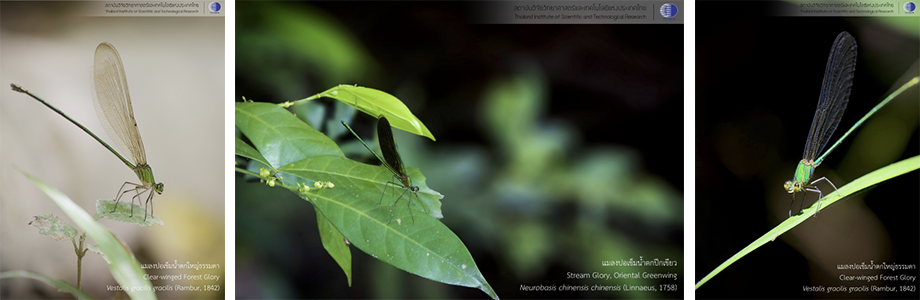 damsel_09