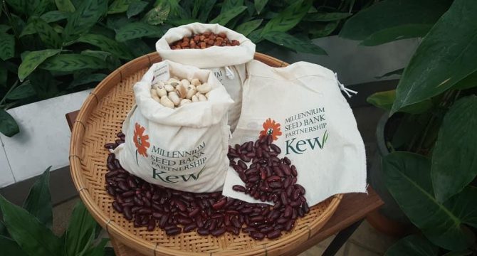 ธนาคารเมล็ดพันธุ์ชุมชน (Community Seed Bank)