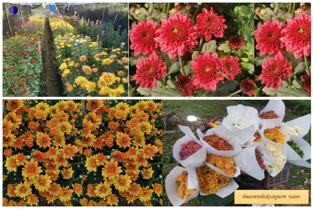 รูปภาพ