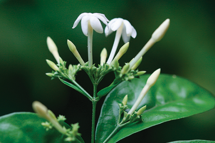 มะลิเฉลิมนรินทร์