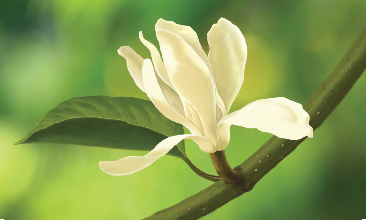 จำปีสิรินธร