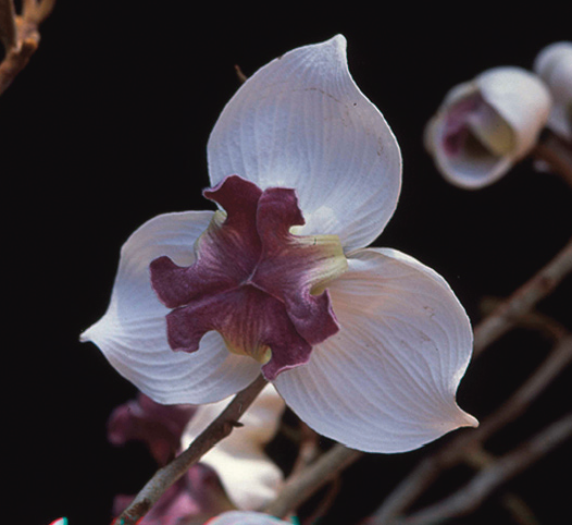 มหาพรหมราชินี