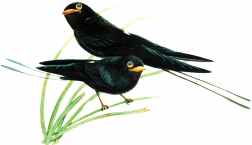 นกเจ้าฟ้าหญิงสิรินธร