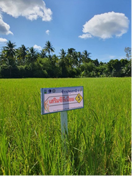 วว. ขับเคลื่อน BCG  โมเดล วิจัยพัฒนาข้าวอุดมซีลีเนียม สร้างทางเลือกใหม่ให้ผู้บริโภค เสริมสร้างภูมิคุ้มกันร่างกาย