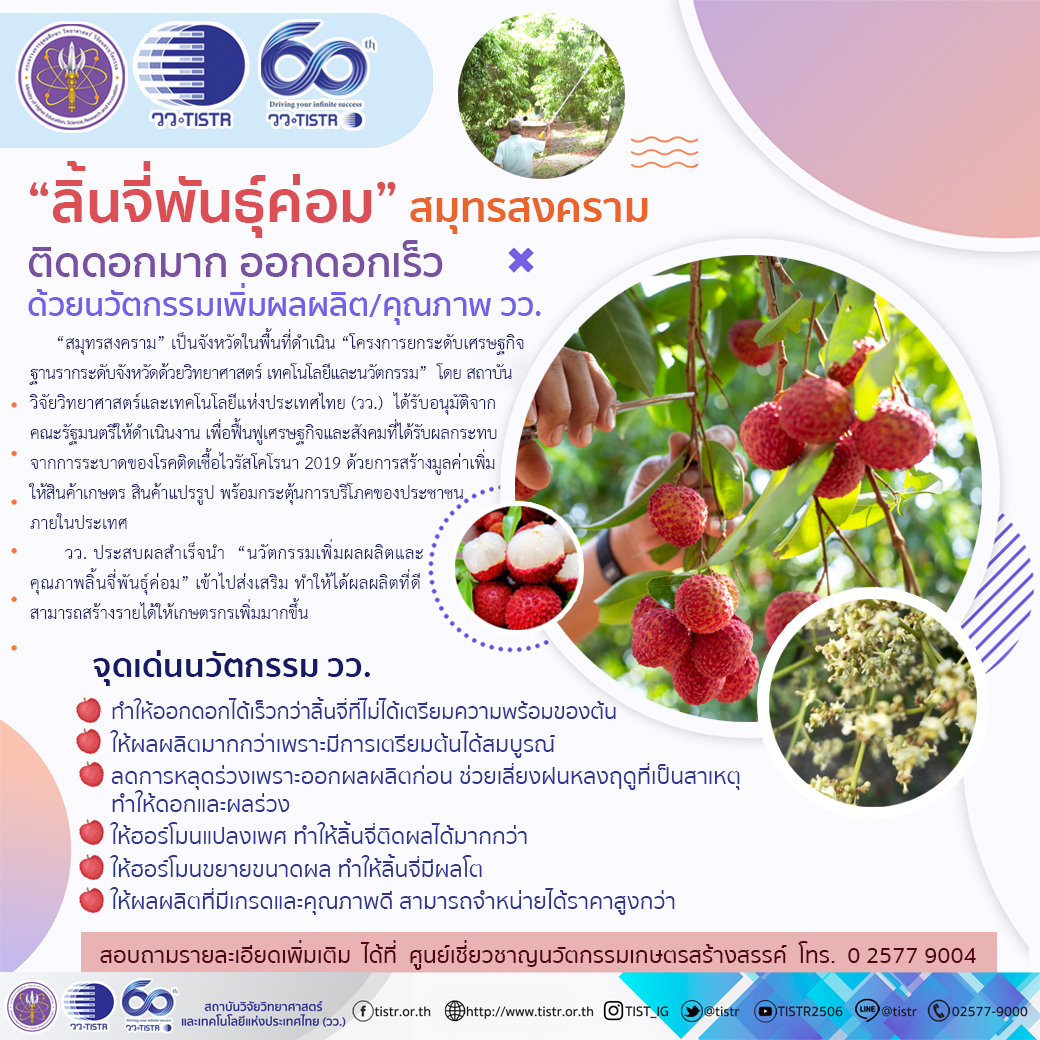 วว พัฒนานวัตกรรมเพิ่มผลผลิต คุณภาพ ลิ้นจี่พันธุ์ค่อม — กองประชาสัมพันธ์ วว